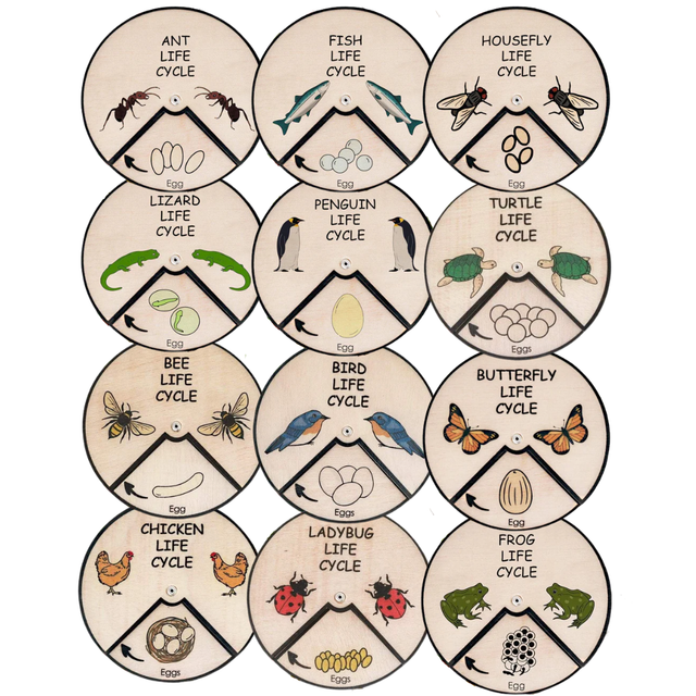 Learning Wheels - Animal Lifecycles