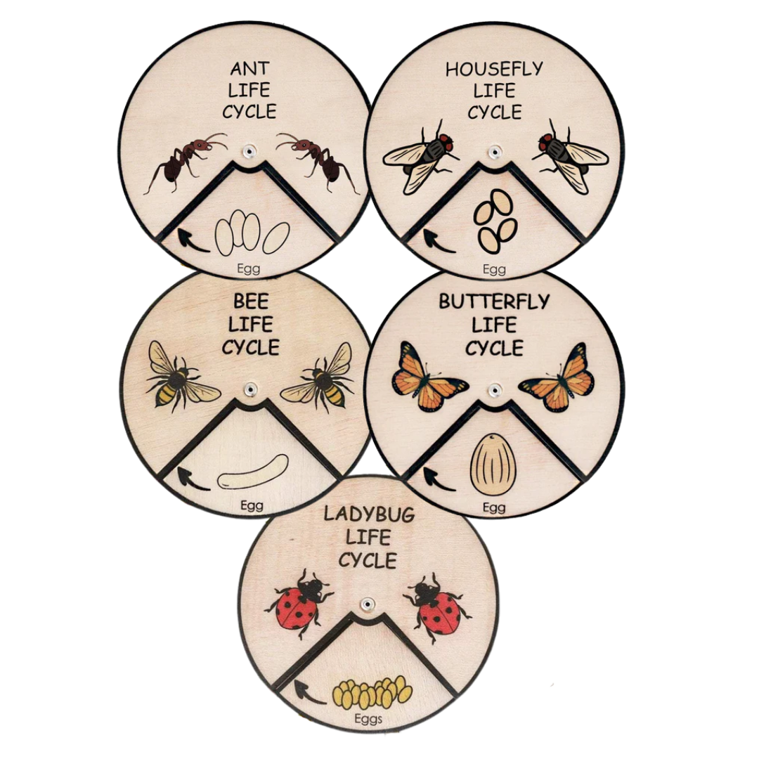 Learning Wheels - Animal Lifecycles