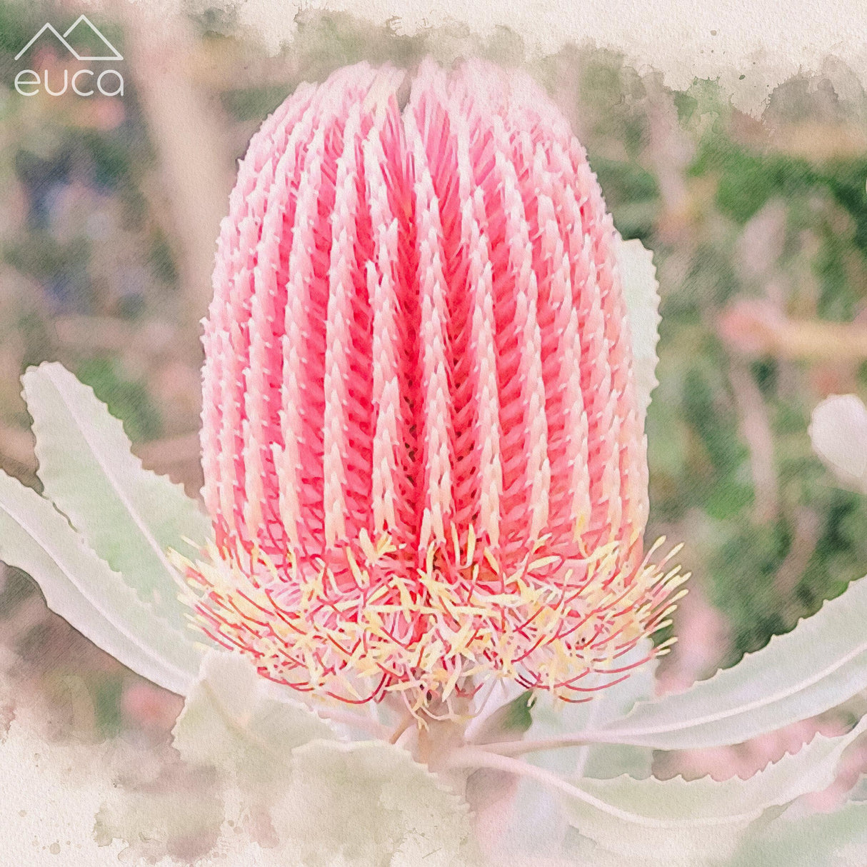 Banksia Stacker
