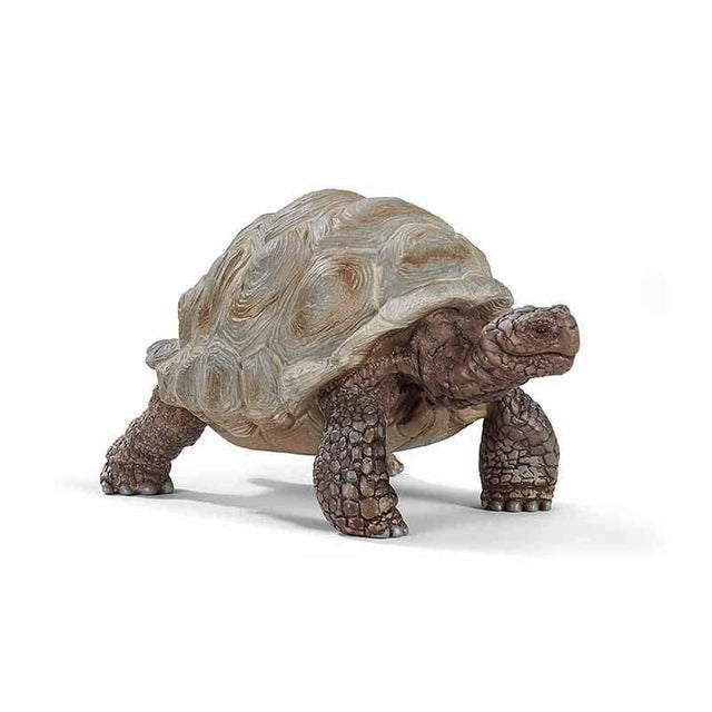 Giant Tortoise