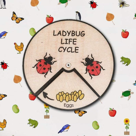 Learning Wheels - Animal Lifecycles