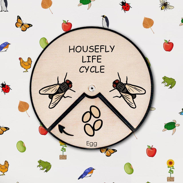 Learning Wheels - Animal Lifecycles