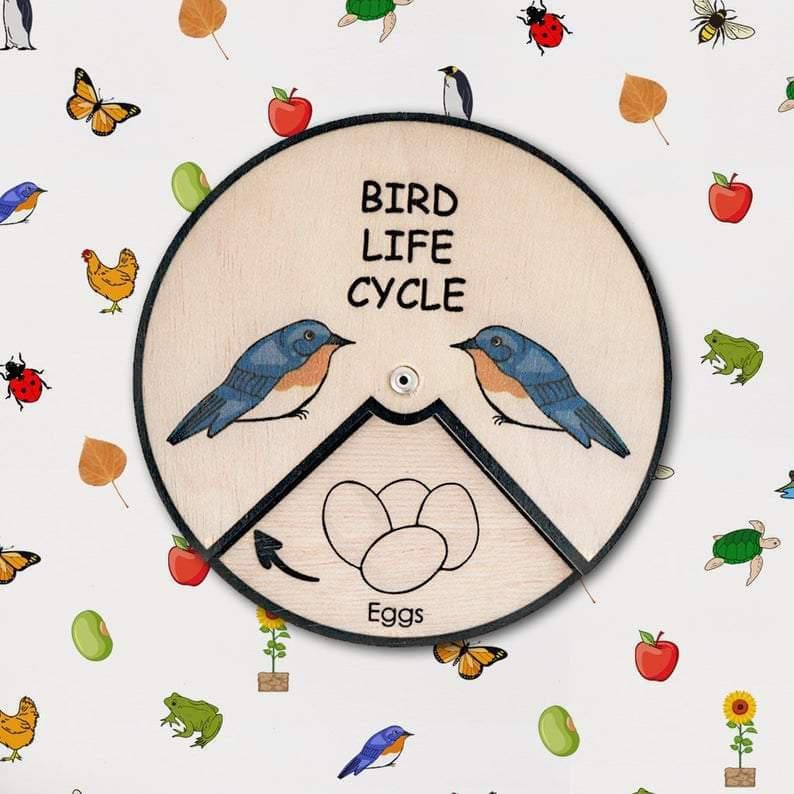 Learning Wheels - Animal Lifecycles