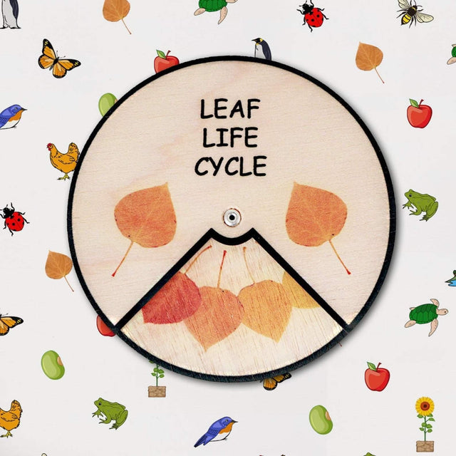 Learning Wheels - Nature Lifecycles
