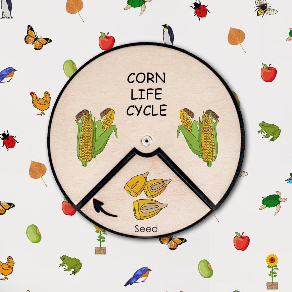 Learning Wheels - Plant Lifecycles