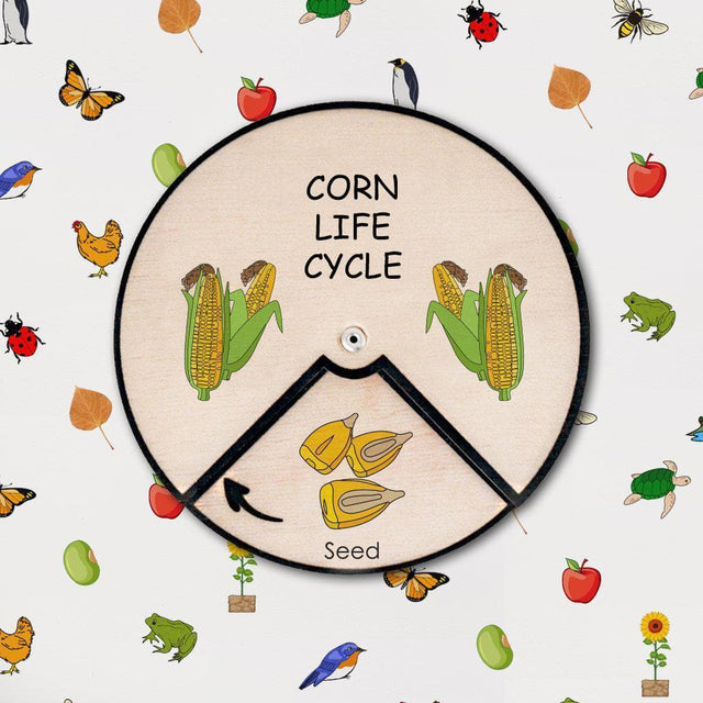 Learning Wheels - Plant Lifecycles