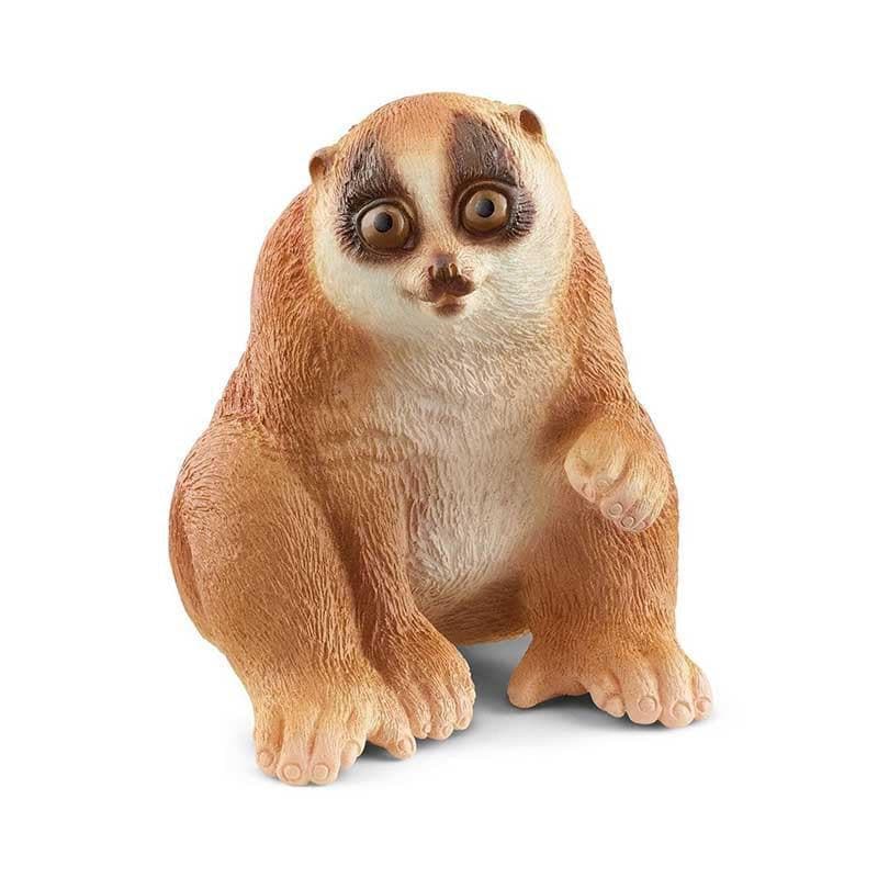 Slow Loris