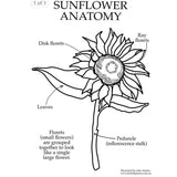 Sunflower Anatomy Resource Pack-Creative Play & Crafts-My Happy Helpers