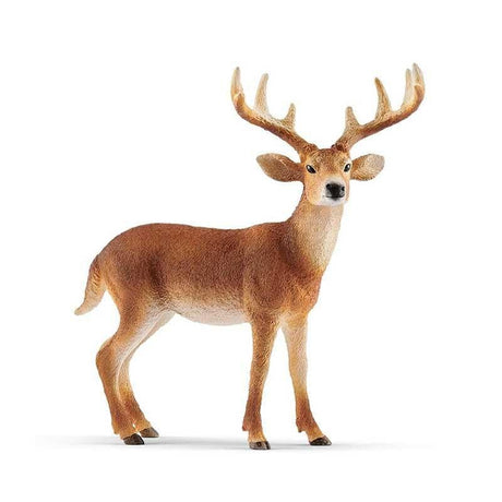 White-tailed Buck