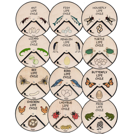 Learning Wheels - Animal Lifecycles