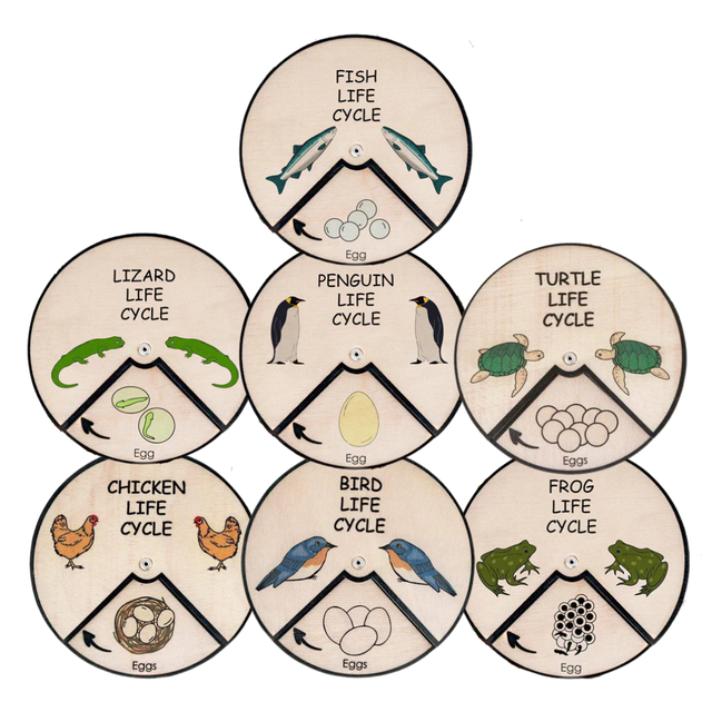 Learning Wheels - Animal Lifecycles