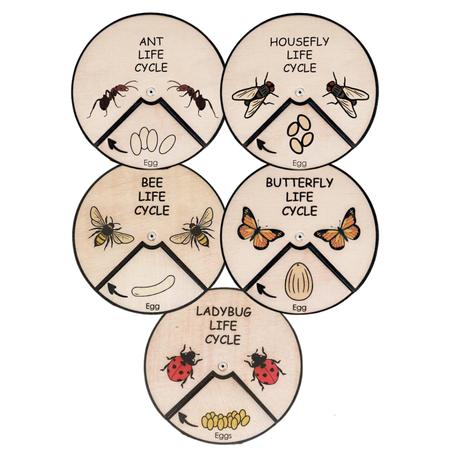 Learning Wheels - Animal Lifecycles