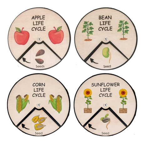 Learning Wheels - Plant Lifecycles