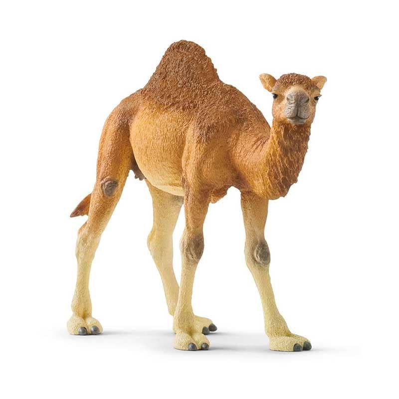 Dromedary