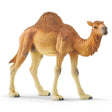 Dromedary