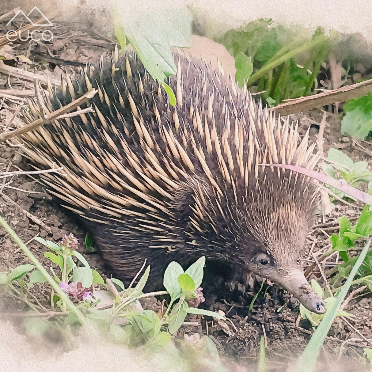 Echidna Roller