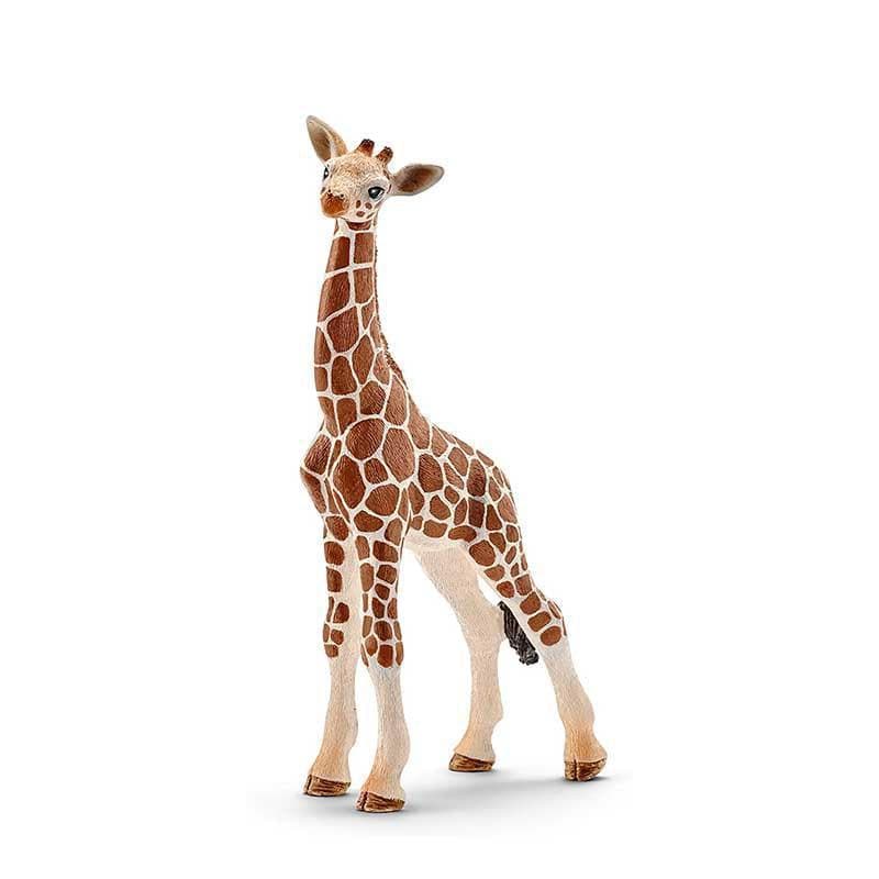 Giraffe Calf