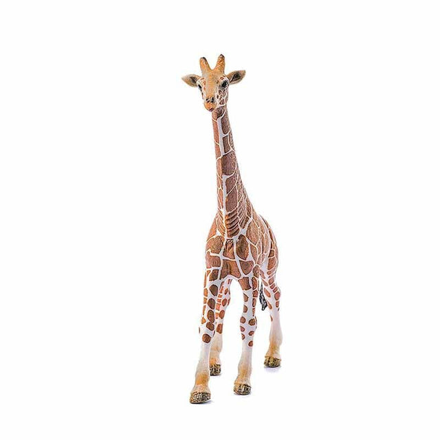 Giraffe, male