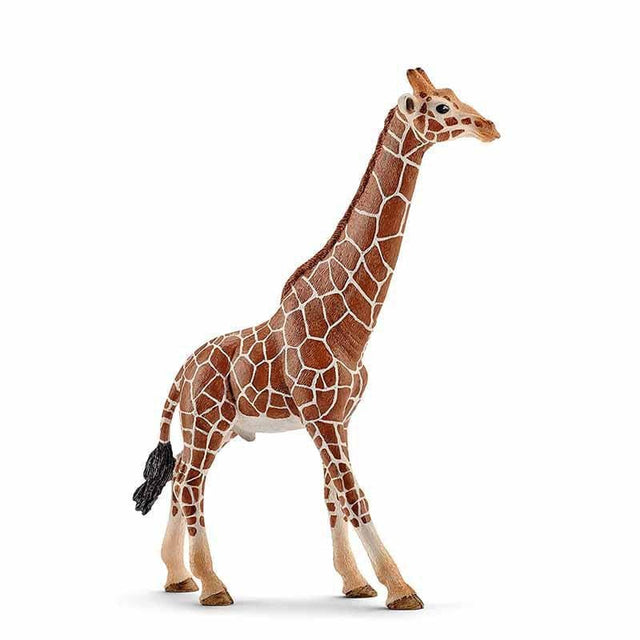 Giraffe, male