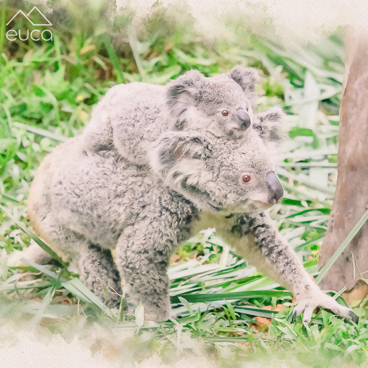 Koala Roller
