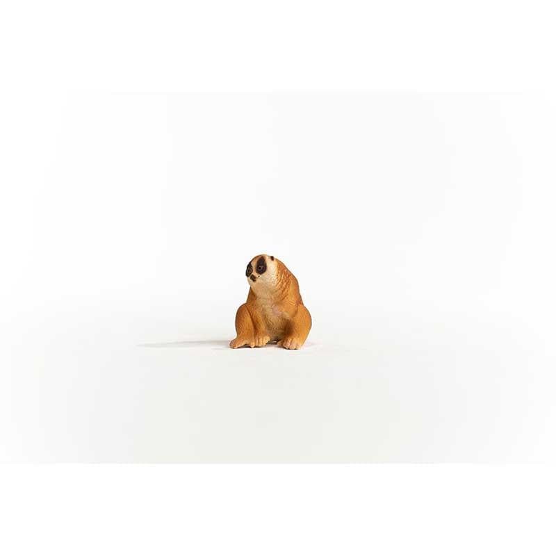 Slow Loris