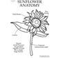 Sunflower Anatomy Resource Pack-Creative Play & Crafts-My Happy Helpers